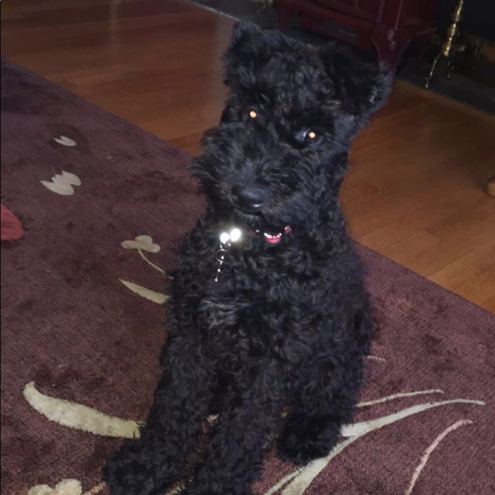 Meet your Posher, Gwen